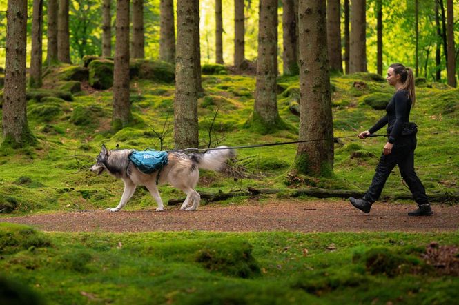Hovedbilde Trail quest dog backpack. L